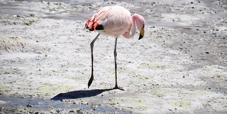 گرفتاری پرندگان مهاجر در دریاچه ارومیه به علت افزایش شوری آب