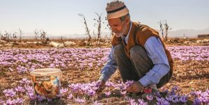 برداشت بیش از ۲۰۰ کیلوگرم طلای سرخ از مزارع استان قزوین