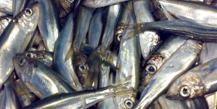 افزایش ۱۰ درصدی صید ماهی کلیکا در گیلان