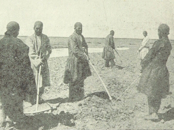خوراکی‌هایی که از دوره قاجار، ایرانی شدند/ «سیب‌زمینی» و «گوجه‌ فرنگی» از کجا آمدند؟