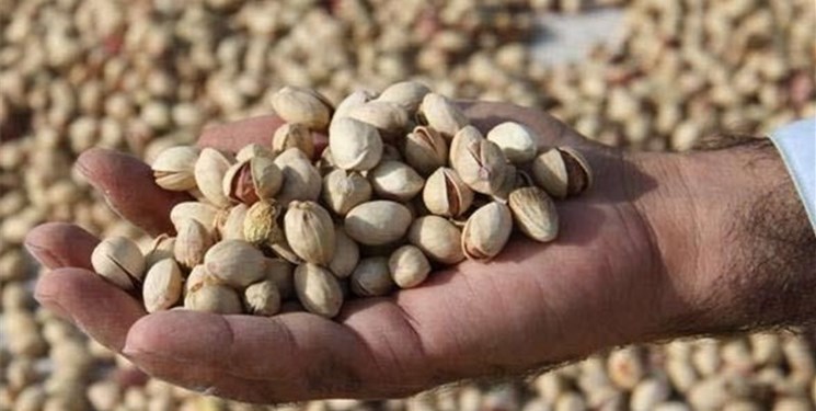 پسته ارزآورترین محصول زراعی و باغی در ایران/ ۵۲۰ هکتار سطح زیر کشت طلای سبز در کشور