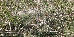 خسارت سرما به ۷۰ درصد باغات پسته شهرستان انار