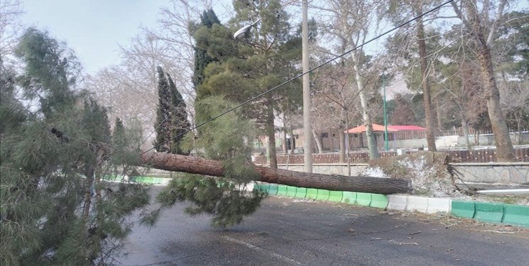 سقوط ۱۲ درخت در پی وقوع توفان در کرج