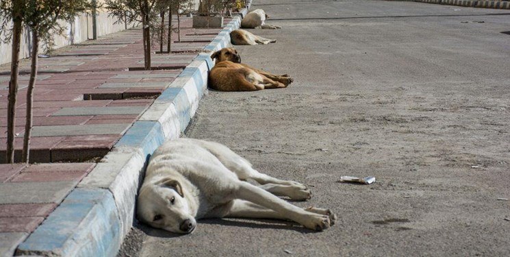 شهرداری فردیس مسموم کردن سگ های بلاصاحب را تکذیب کرد