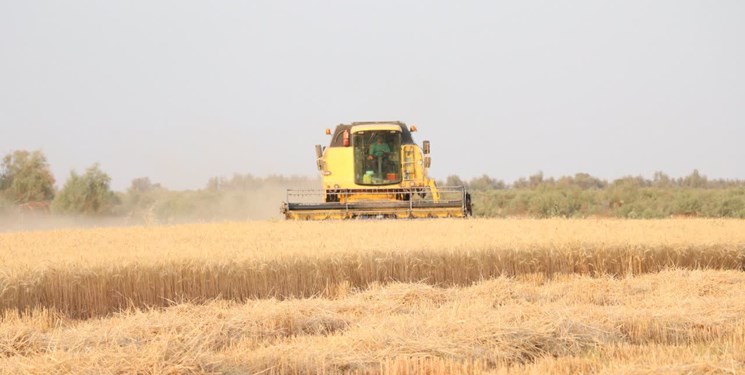 پیش‌بینی تحویل ۴۰ هزار تن گندم کشاورزان در قلعه‌گنج