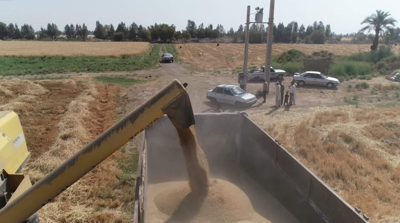 پیش‌بینی تحویل 40 هزار تن گندم کشاورزان در قلعه‌گنج