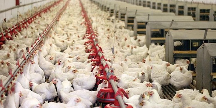 قیمت مرغ در بازار  کمتر از  قیمت مصوب است