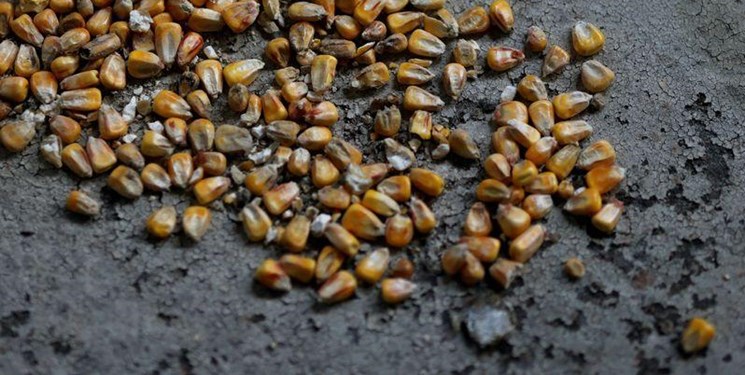 کرملین: غرب مسئول بحران غلات در جهان است
