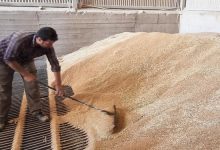 ورود حدود ۱۰ هزارتن گندم خارجی به استان زنجان