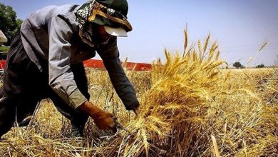 کاهش ۹۸۰ تنی تولید گندم در کاشمر/ رونق‌ بخش کشاورزی درگرو توسعه کشت گیاهان کم آب طلب و  احداث گلخانه‌ها است