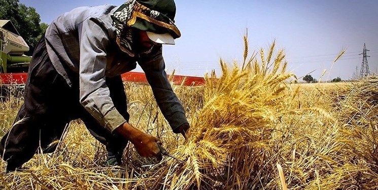 کاهش ۹۸۰ تنی تولید گندم در کاشمر/ رونق‌ بخش کشاورزی درگرو توسعه کشت گیاهان کم آب طلب و  احداث گلخانه‌ها است
