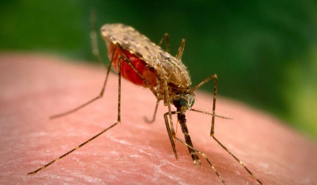 ترددهای غیرمجاز اتباع خارجی/ به صدا درآمدن زنگ خطر شیوع مالاریا در سیستان و بلوچستان
