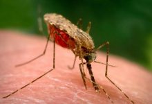 زنگ خطر مالاریا در سیستان و بلوچستان به صدا درآمد