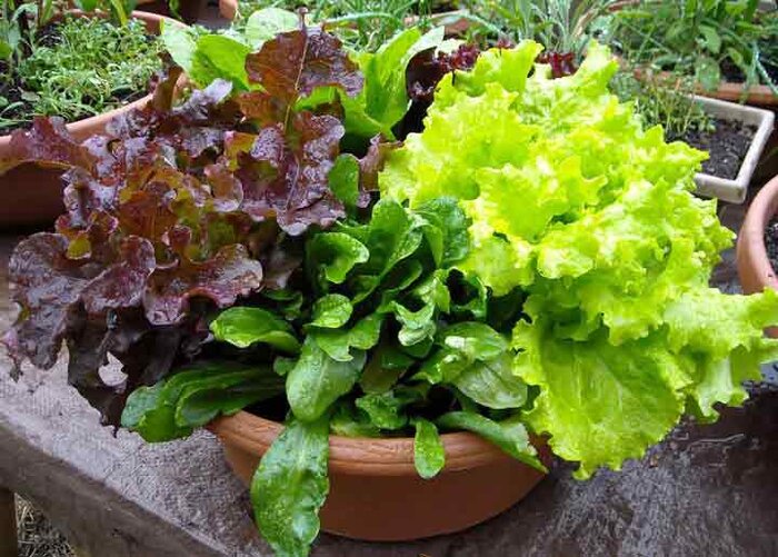 ۱۶ سبزی سالم که می‌توان در خانه پرورش داد