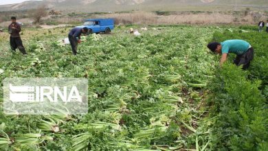آبیاری مزارع سبزیجات و صیفی‌جات با فاضلاب در تهران رو به کاهش است