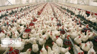 هشدار دامپزشکی کردستان به مرغداران: مراقب بیماری آنگارا باشید