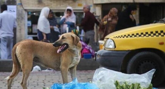 جمعیت سگ‌های ولگرد در کرمان و پاسکاری ادارات + فیلم