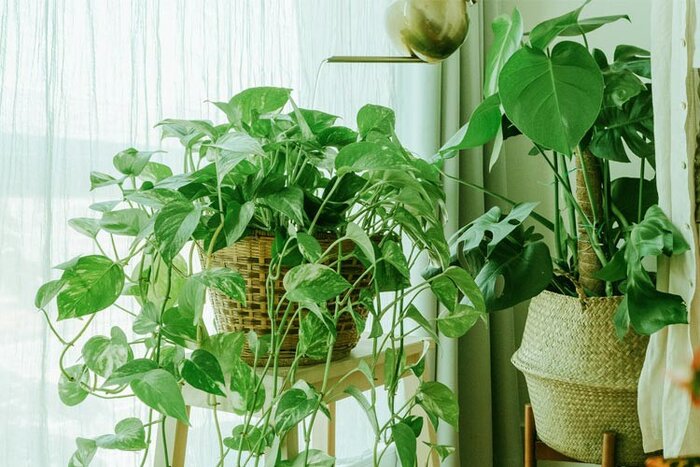 زمستان گذرانی با گیاهان آپارتمانی