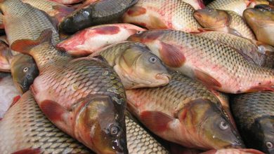 هشدار دامپزشکی کردستان: از فروشندگان دوره گرد ماهی نخرید