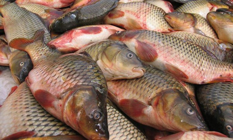 هشدار دامپزشکی کردستان: از فروشندگان دوره گرد ماهی نخرید
