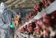 هشدار دامپزشکی کردستان درباره شیوع آنفلوانزای پرندگان