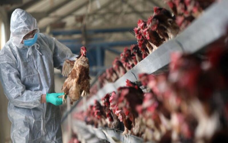 هشدار دامپزشکی کردستان درباره شیوع آنفلوانزای پرندگان