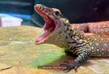 تولد شش جوجه‌اژدها در باغ وحش فلوریدا/ عکس