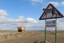 آغاز حصارکشی مسیر تردد یوزپلنگ در شرق استان سمنان