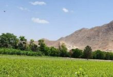 اجرای بالغ بر ۳۵۰ هکتار طرح توسعه زراعت چوب در استان سمنان