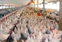 رشد ۲۸درصدی تولید مرغ در قزوین