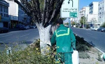 شهرداری تهران هشدار دارد: به این درختان اصلا دست نزنید/ عکس