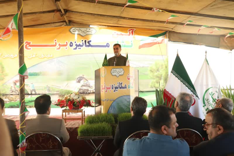 نخستین بوته برنج به صورت مکانیزه در مازندران نشا شد + تصاویر