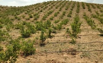 آغاز برداشت گل‌محمدی از گلستان‌های شهرستان دامغان؛ توسعه کشت گیاهان دارویی در دامغان پیگیری می‌شود