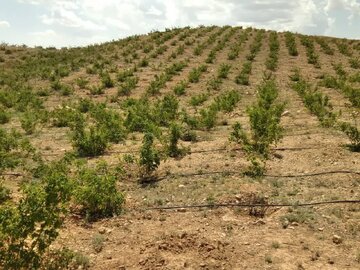 آغاز برداشت گل‌محمدی از گلستان‌های شهرستان دامغان؛ توسعه کشت گیاهان دارویی در دامغان پیگیری می‌شود