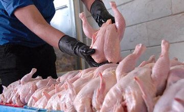 منتظر گران شدن قیمت مرغ باشیم/ چرا باید اجازه داده شود که کالای استراتژیک صادر شود؟