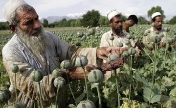 نگاهی به وضعیت کشت تریاک در افغانستان/ طالبان چگونه تحریم‌ها را دور می‌زنند؟