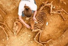 کشف گورهای مرموز باستانی از اسب‌های متعلق به ۲ هزار سال پیش