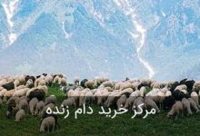 عرضه دام زنده در ۲ مرکز موقت شهرکرد ویژه عید قربان