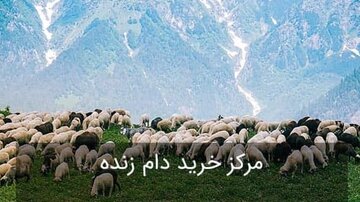 عرضه دام زنده در ۲ مرکز موقت شهرکرد ویژه عید قربان