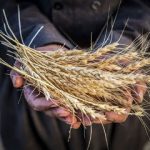خرید تضمینی  گندم دراستان چهارمحال وبختیاری  از مرز ۹هزار تن عبور کرد