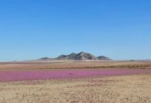 در اتفاقی نادر؛ خشک‌ترین صحرای دنیا گلباران شد! / عکس