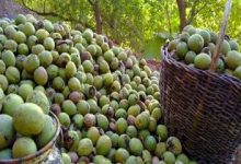 سهرورد میزبان چهارمین جشنواره ملی گردو