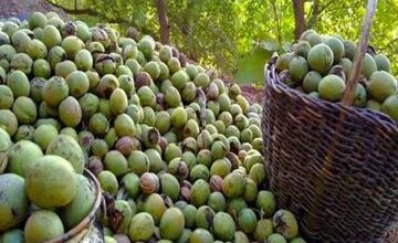 سهرورد میزبان چهارمین جشنواره ملی گردو