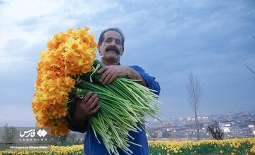 تقدیم ۲۴ هزار شاخ گل نرگس به سردار دلها