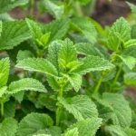 این گیاه دارویی برای آلرژی مفید است