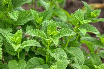 این گیاه دارویی برای آلرژی مفید است