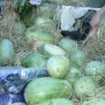 جاساز عجیب ۲۰۰ کیلو تریاک که کشف شد/ عکس
