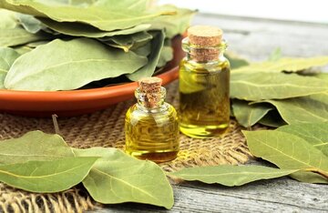 خواص درمانی و شگفت انگیز برگ یک گیاه برای سلامتی