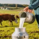 لبنیات سنتی بخوریم یا پاستوریزه؟