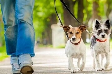 با اعلام دادستانی؛ سگ گردانی در این شهرها ممنوع شد/ اسامی تکمیل می‌شود
